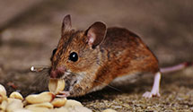 24 Hour & Emergency Exterminators in Buckeye, AZ